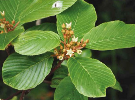 frangula purshiana 1 graphic